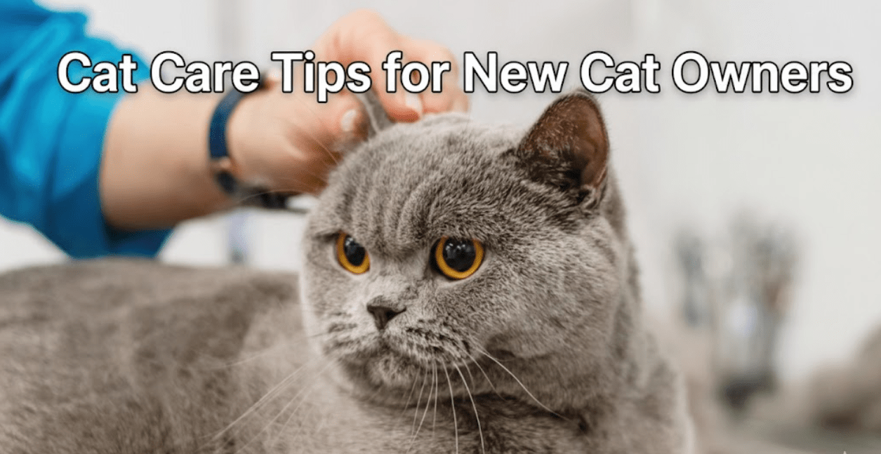Cat care tips for new cat owners featured image with a grey cat.