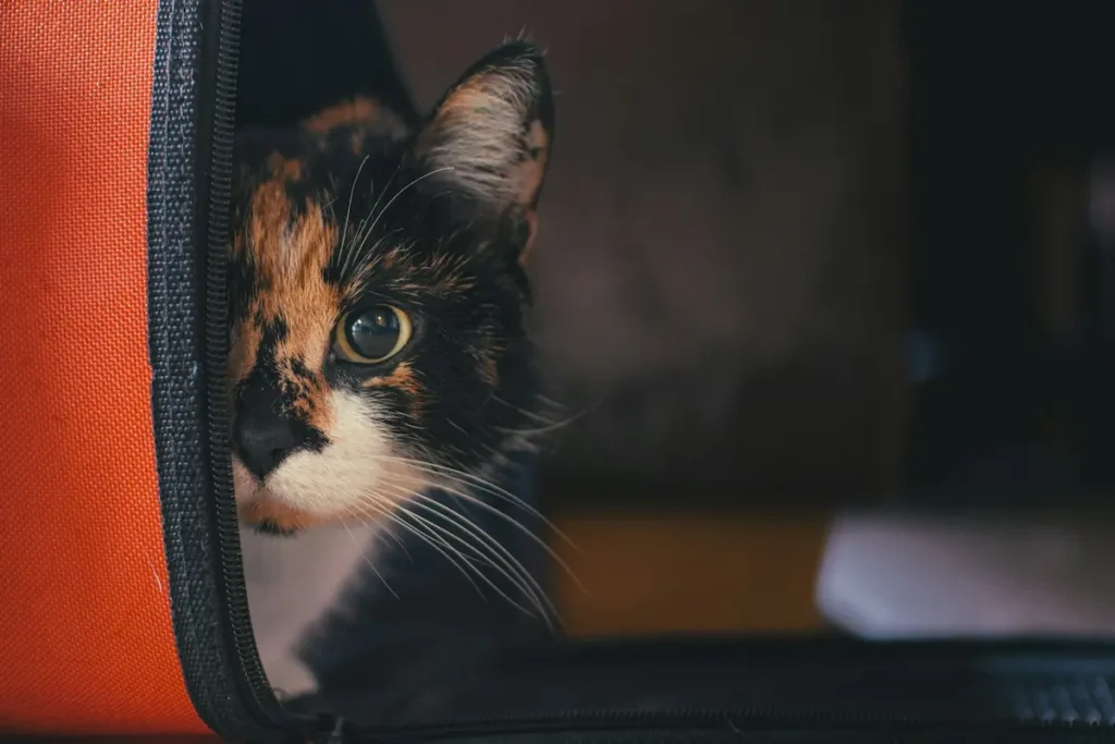 Secure cat carrier left open at home with a soft washable blanket inside