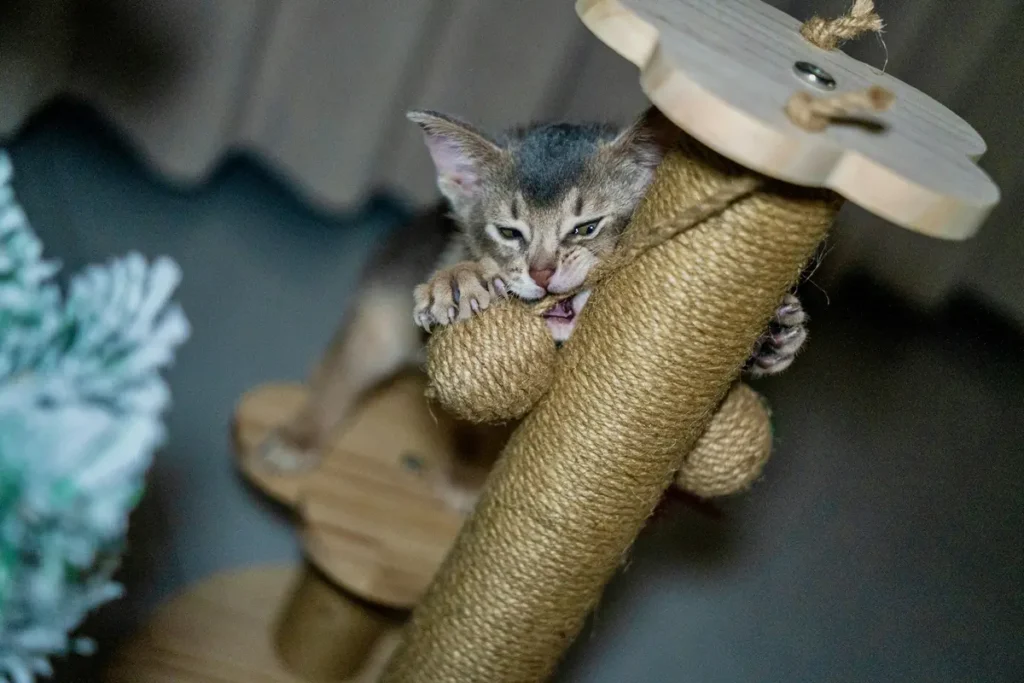 Practical new-cat supplies arranged neatly beside a secure carrier