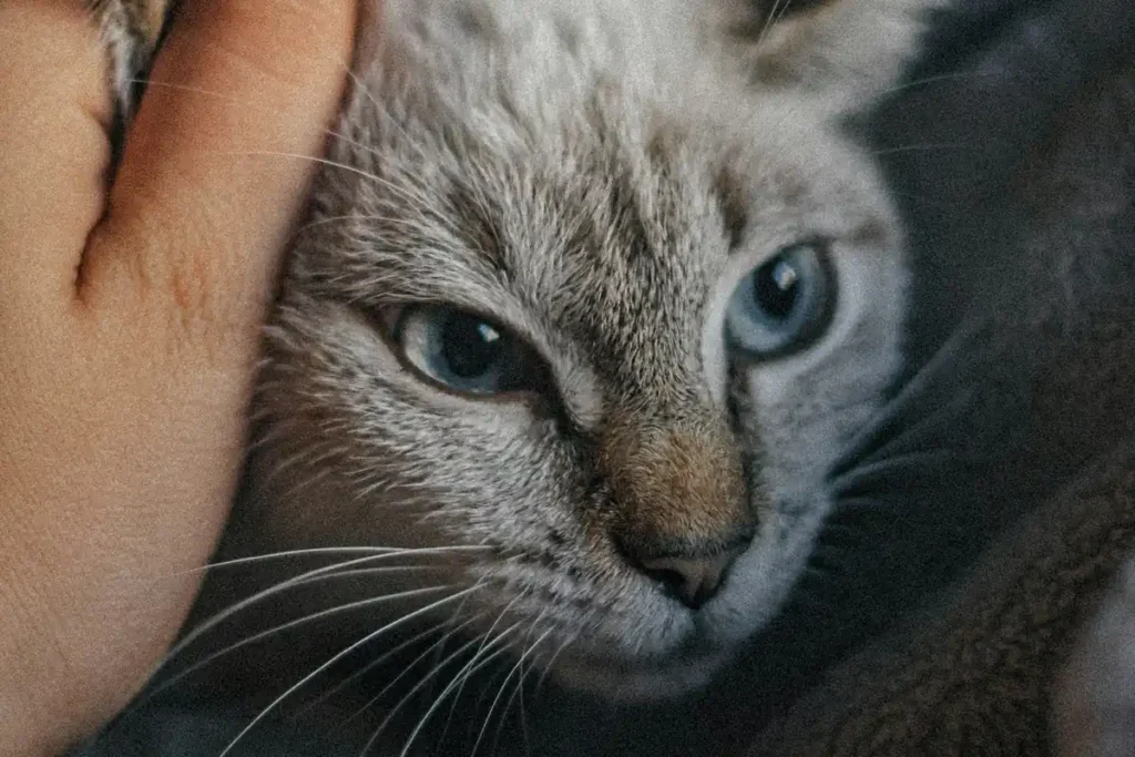 Relaxed cat choosing to approach an owner’s open hand