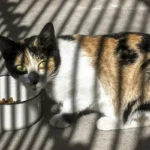 10 Healthiest Cat Foods for Every Life Stage: How to Choose