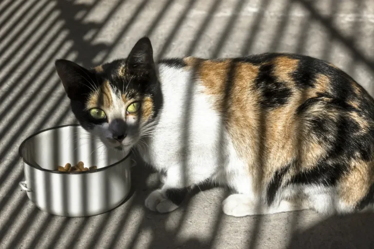 Calico cat sitting beside a bowl of healthy cat food