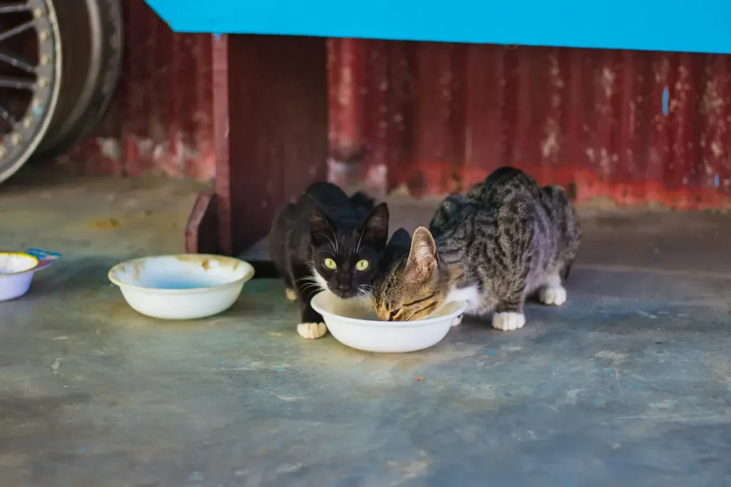 Wide ceramic water bowl and measured cat meal in a quiet feeding area