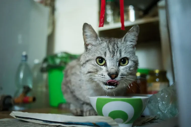 Applaws wet cat food review