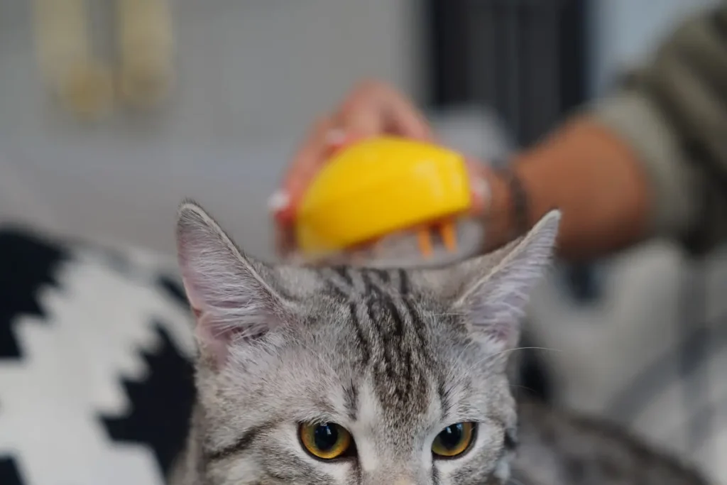 Grey tabby receiving a gentle brushing with a cat grooming tool