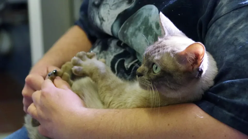 A real cat resting in a supported position during a nail trim