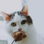 Why Does My Cat Put Toys in the Water Bowl? 7 Amazing Facts