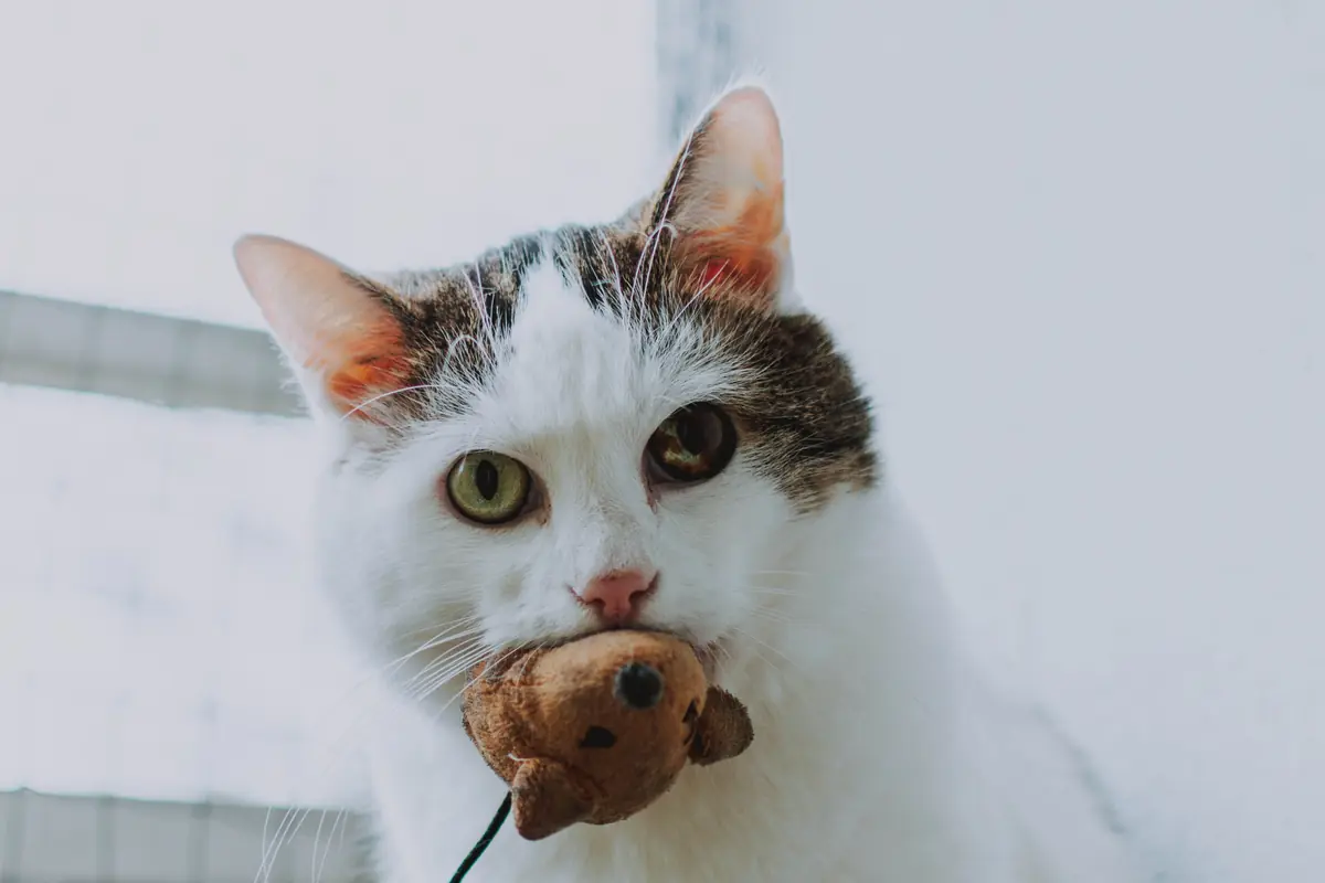 Cat carrying a toy mouse near its play area