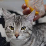 Why Does My Cat Have Dandruff on Its Back? 7 Key Causes