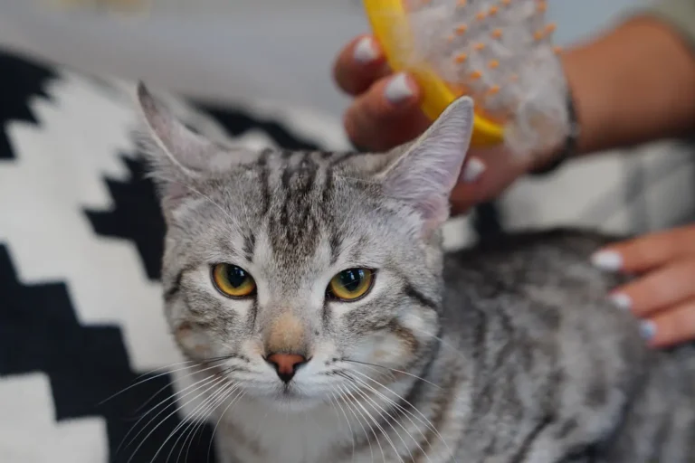 Explore Health Advice cat content