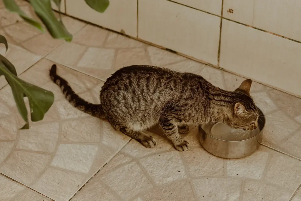 Tabby cat drinking fresh water from a clean bowl