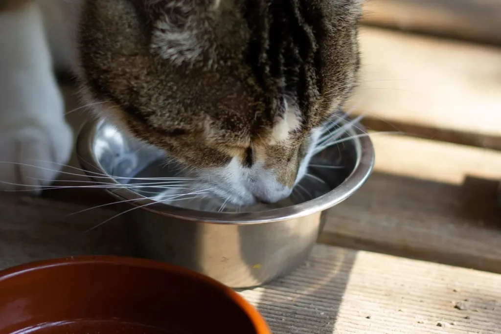 Tabby cat drinking fresh water from a stainless-steel bowl