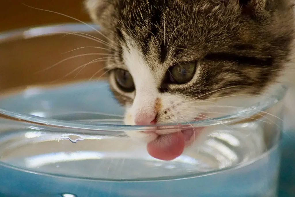 Curious cat watching its toy float in a water bowl