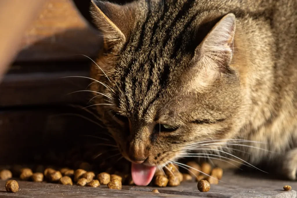 Tabby cat eating dry food beside a wooden feeding area