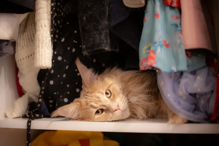 Explore Life Hacks cat content