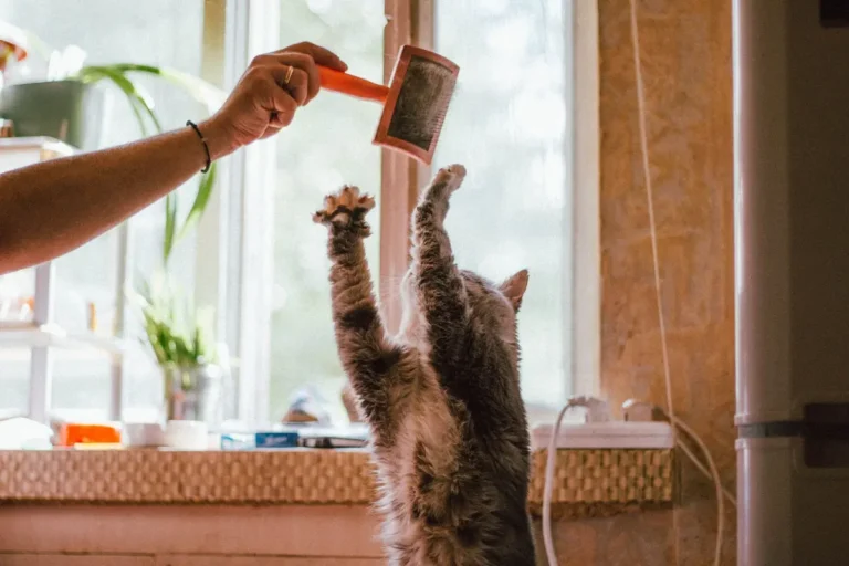 how to brush a cat that hates being brushed