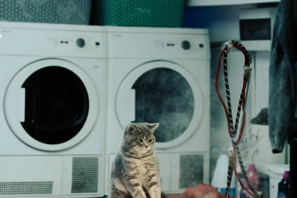 Tabby cat sitting safely in a laundry room near closed appliances