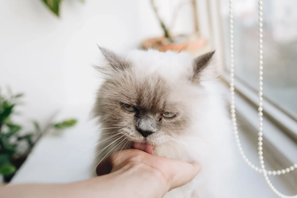 Cat seeking attention and companionship from its owner