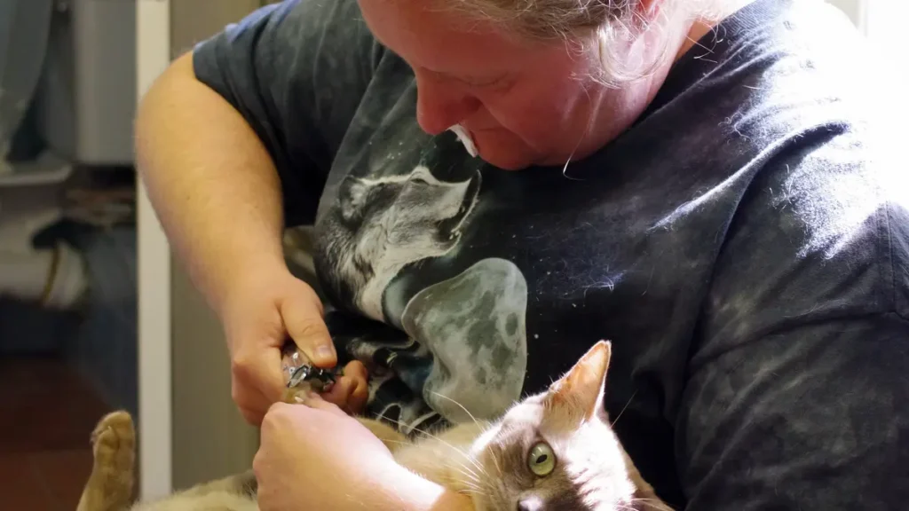 A real cat being held while its claws are checked before trimming