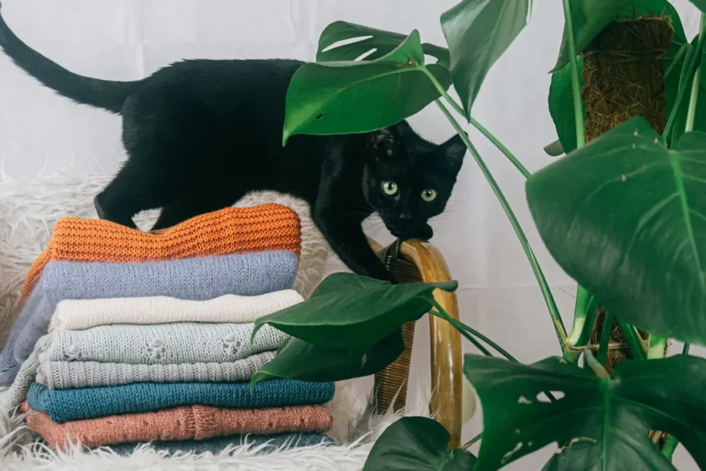 Black cat stepping beside a neat pile of freshly folded clothes