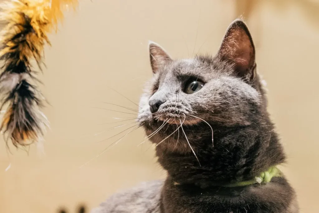 Indoor cat playing with a feather toy for evening enrichment