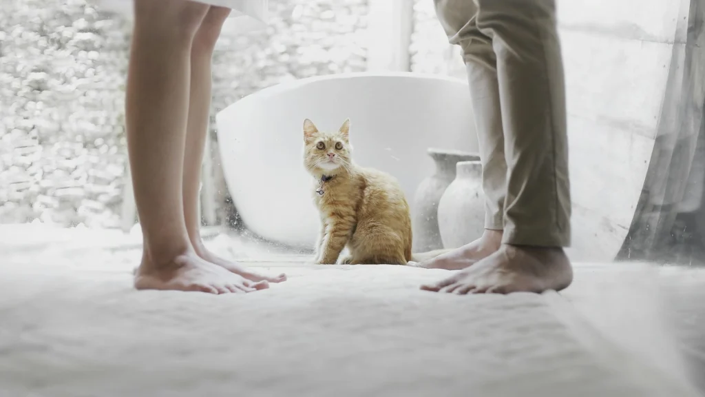 Orange tabby sitting calmly between two people indoors