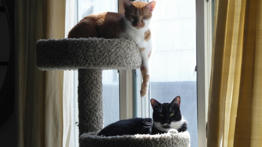 Two cats resting together on a cat tree beside a window