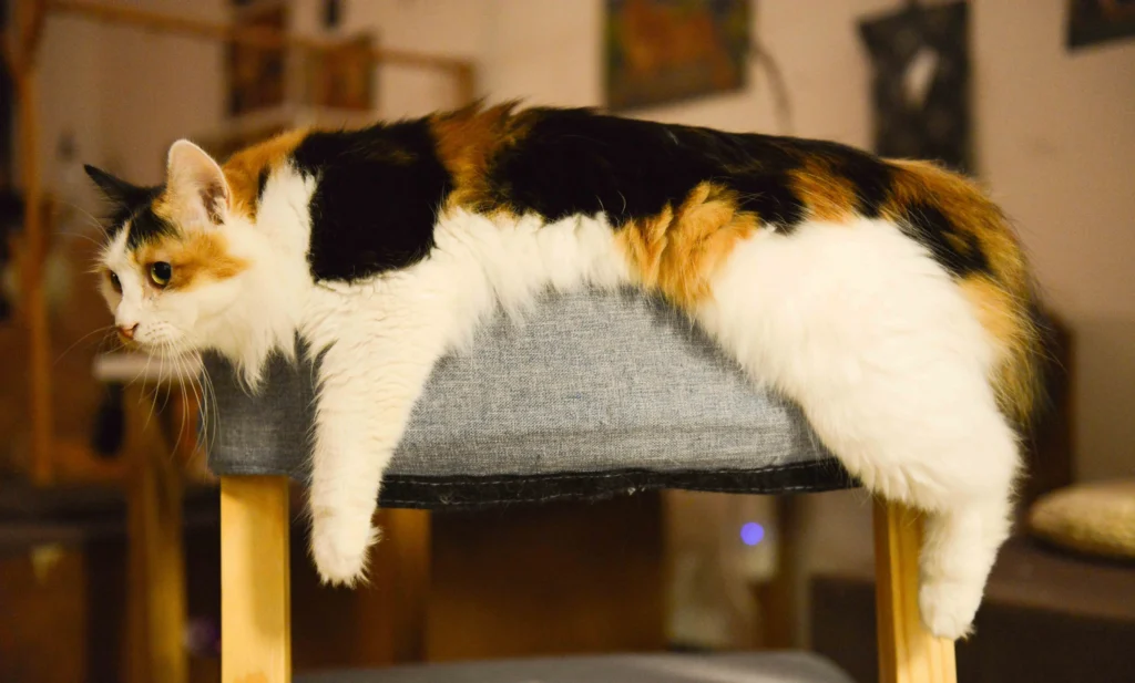 Calico cat resting alone while its owner is away