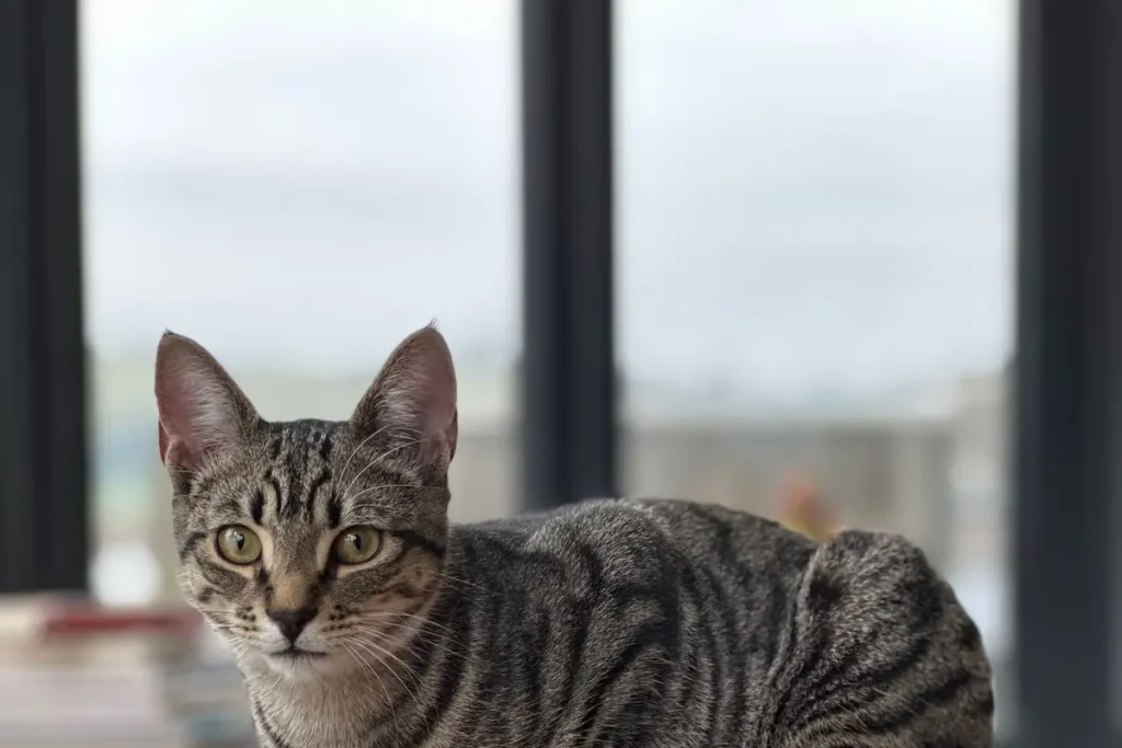 Tabby cat using a sturdy scratching surface indoors