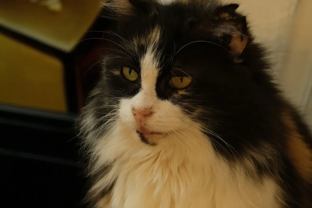 Curious indoor cat waiting beside a closed doorway How to Stop Cat Scratching Carpet at Door
