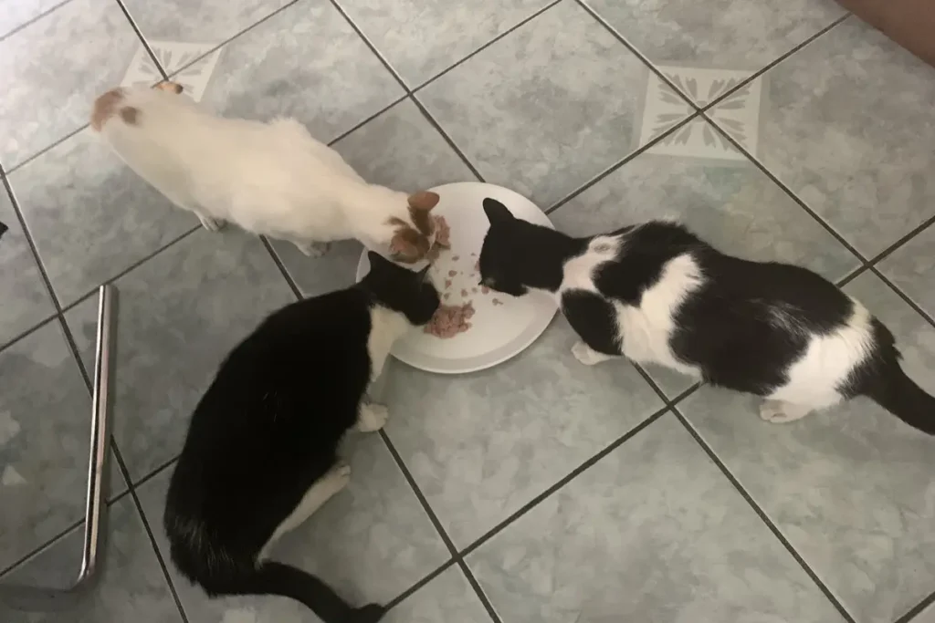 Three cats sharing moist flaked food from a shallow plate