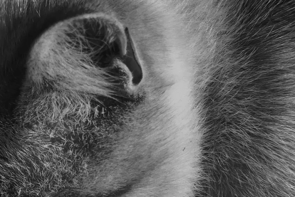 Close-up view of cat fur during a skin and coat check