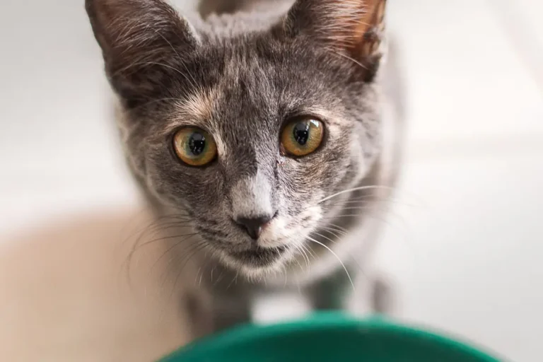 how to read cat food labels