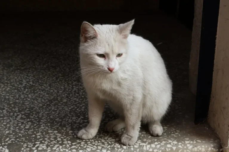 How to Stop Cat Scratching Carpet at Door: 9 Kind Fixes