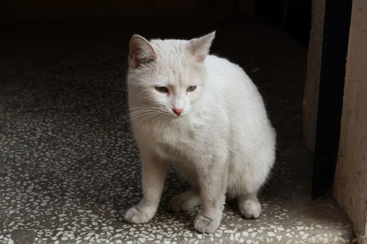 How to Stop Cat Scratching Carpet at Door: 9 Kind Fixes