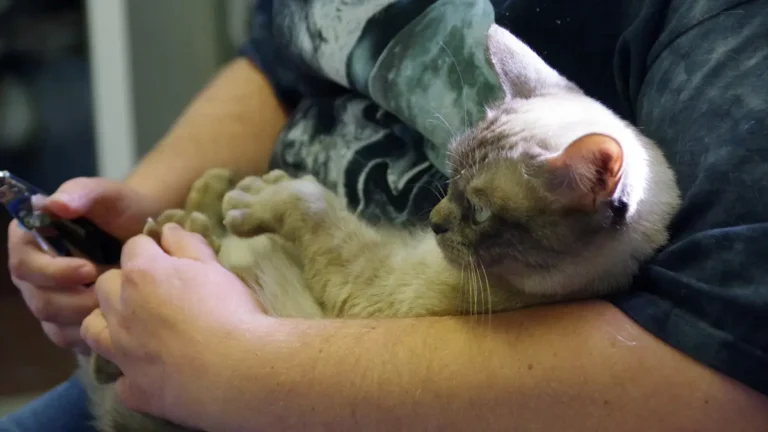 Explore Cat Care cat content