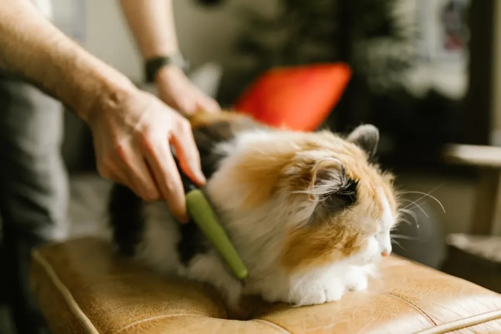 Owner gently combing the coat of a calm long-haired calico cat