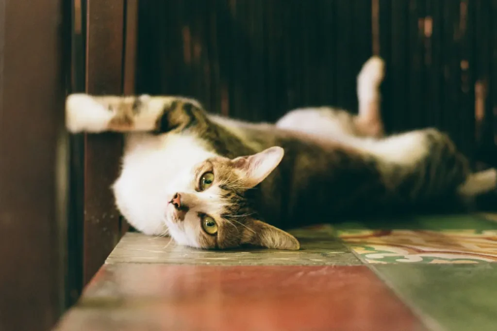 Playful tabby cat rolling comfortably on an indoor floor