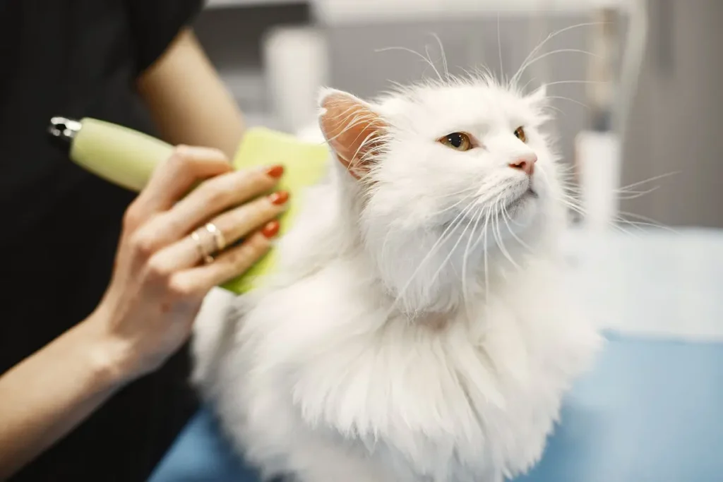 Long-haired white cat being combed carefully by a professional groomer