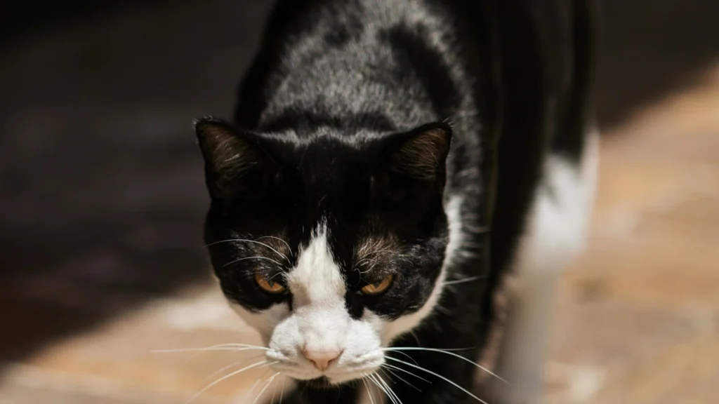 Black and white cat walking forward indoors