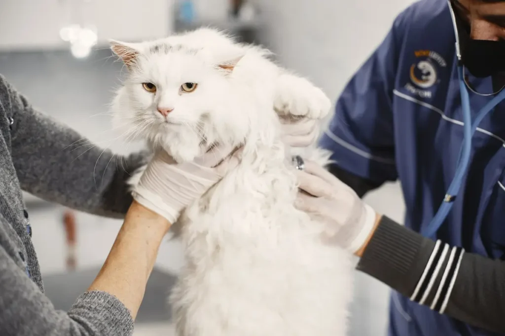 Veterinarian examining the skin and coat of a fluffy white cat