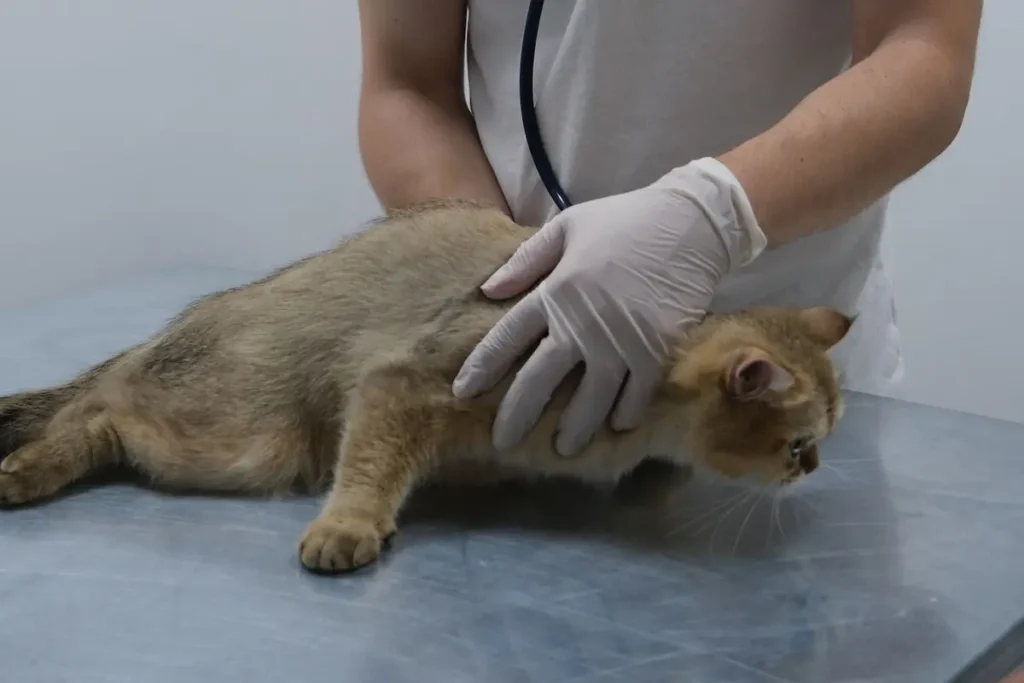 Veterinarian checking a cat during a nutrition-related health assessment