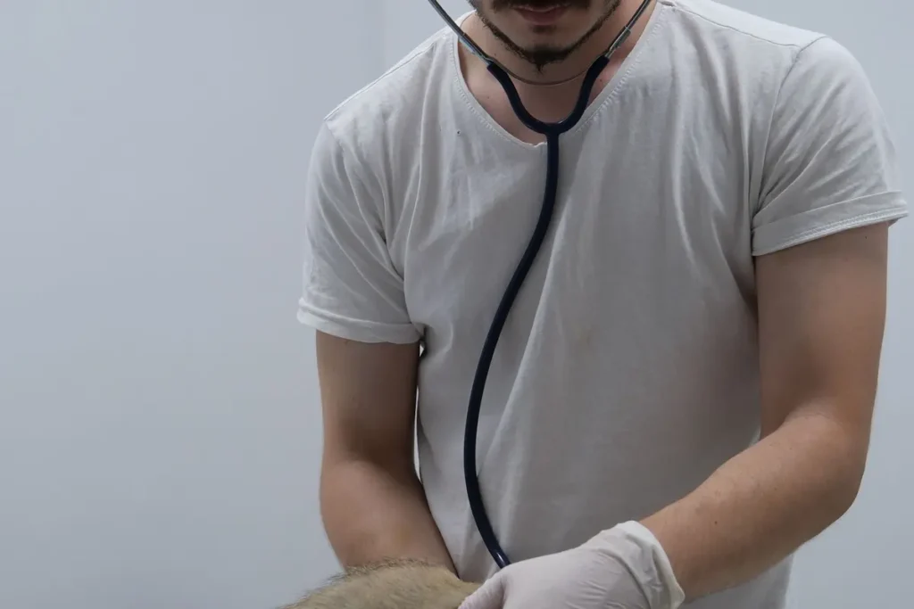 Veterinarian examining a cat after a sudden behavior change