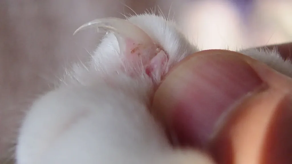 Real close-up photograph of a cat claw and the pink quick
