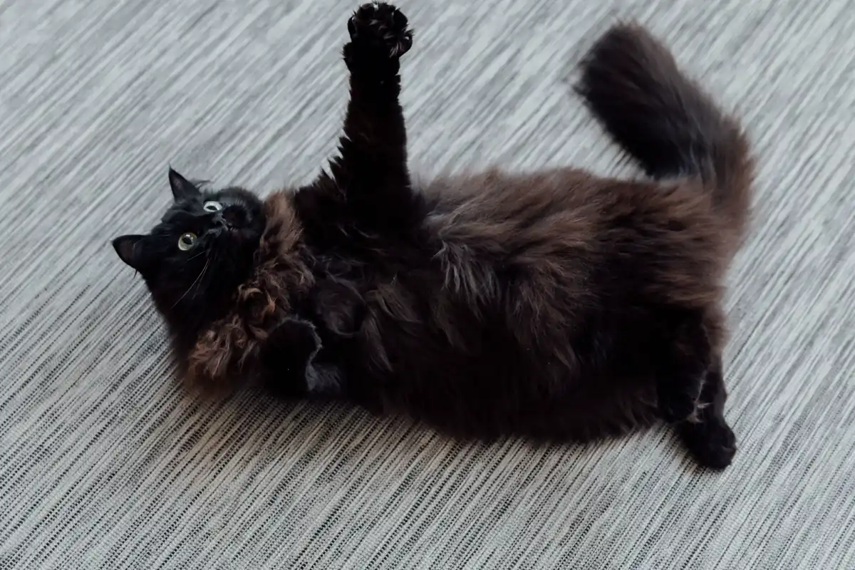 Why does my cat flop down in front of me