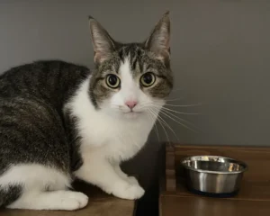 Alert tabby-and-white cat sitting beside a stainless-steel feeding bowl