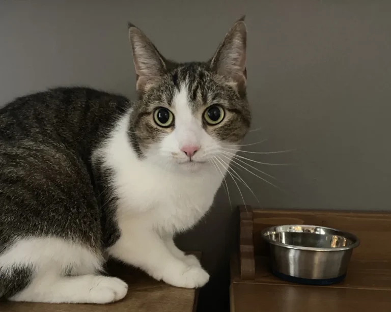 Alert tabby-and-white cat sitting beside a stainless-steel feeding bowl