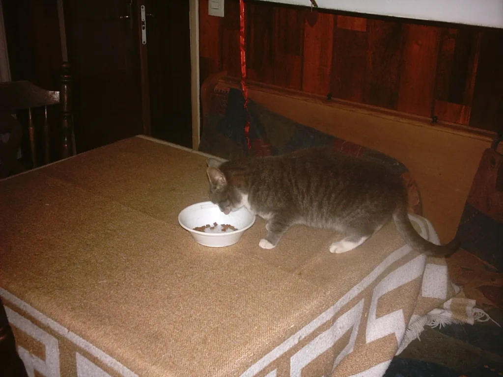 Gray-and-white cat eating from a clean white bowl