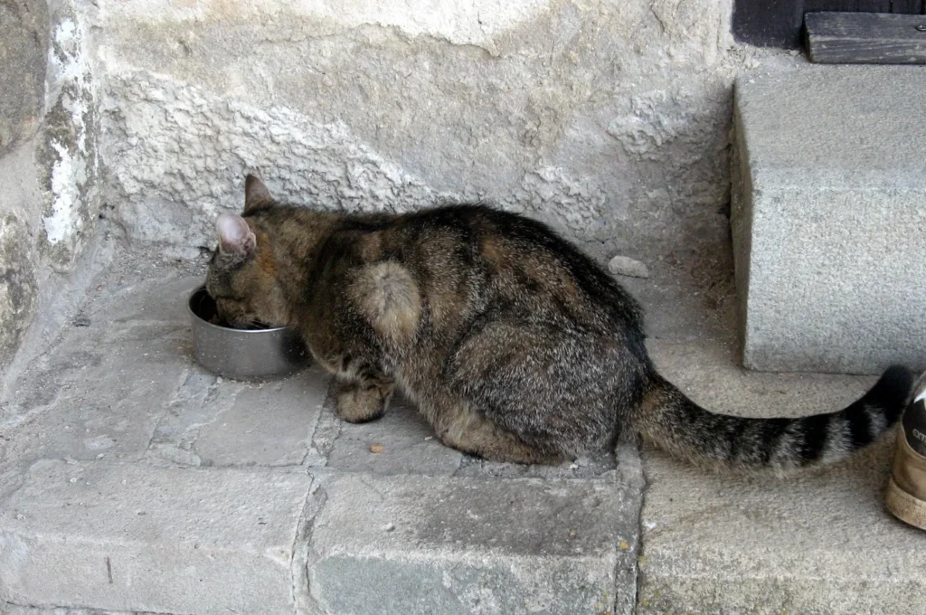 Tabby cat eating from a stainless-steel bowl