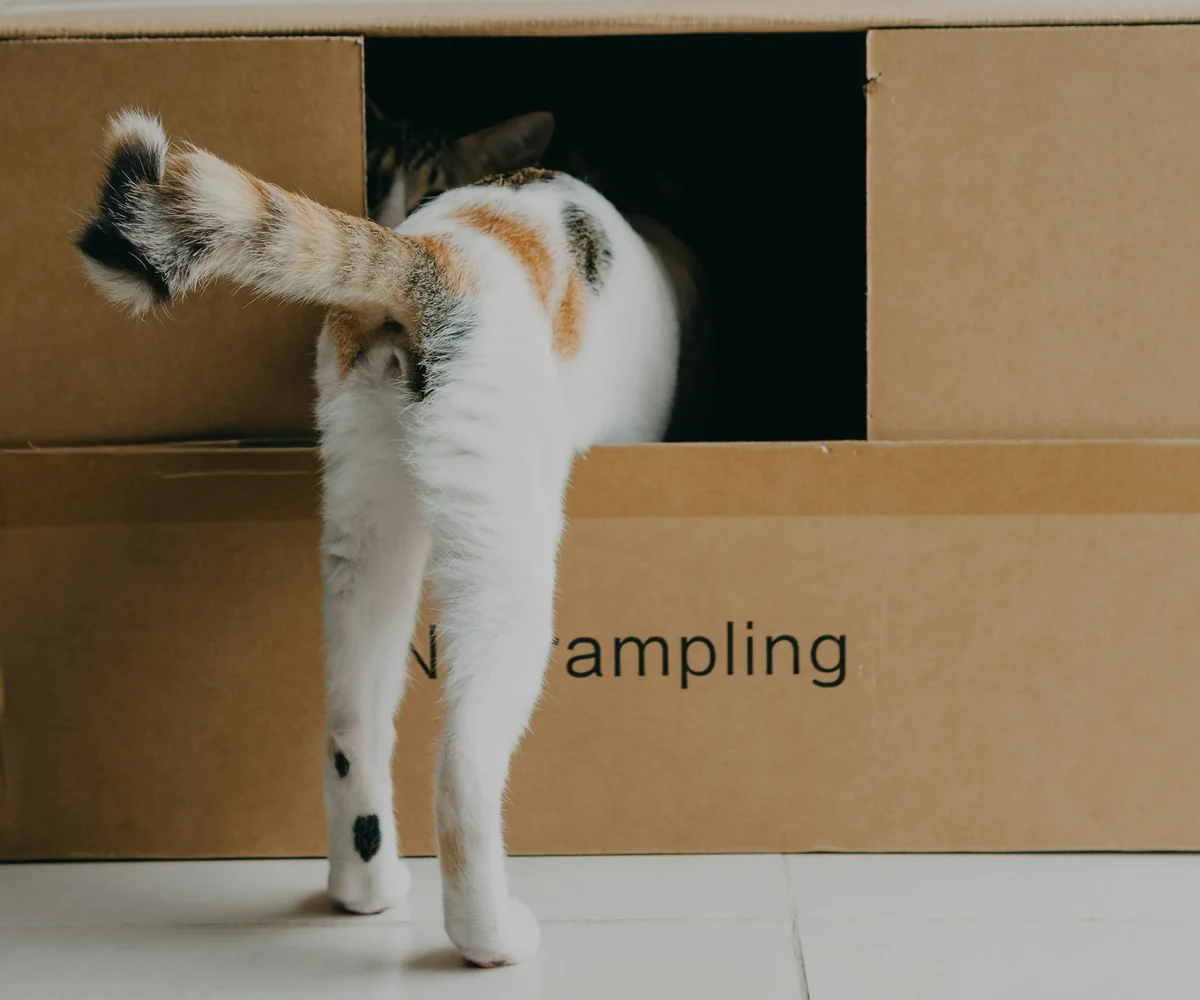 A calico cat stepping into a cardboard box through a broad opening.
